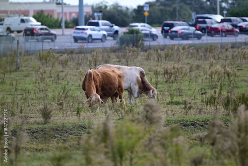 Florida real estate encroaches on livestock farm land in South Florida
