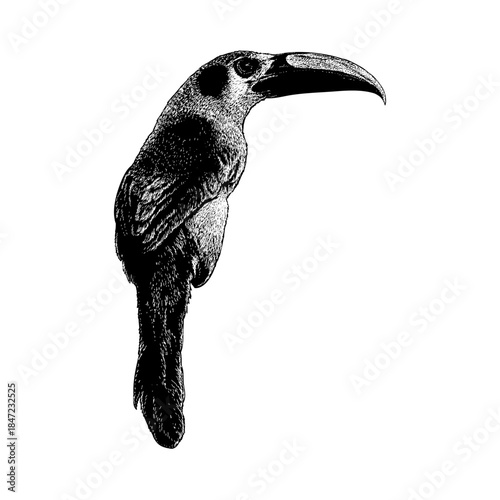 Emerald Toucanet, showcasing its distinctive curved beak and elegant posture against a clean white background, ideal for wildlife, nature, and artistic stock visuals.