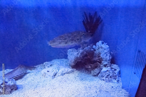 水族館の魚たち