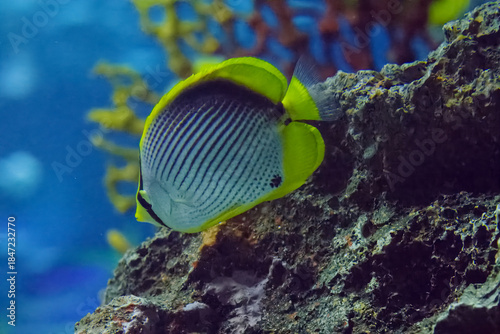 水族館の魚たち