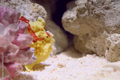 水族館の魚たち