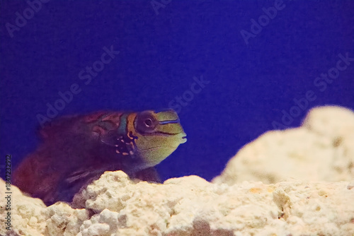 水族館の魚たち