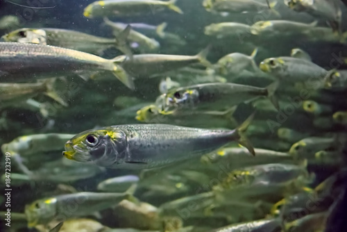 水族館の魚たち