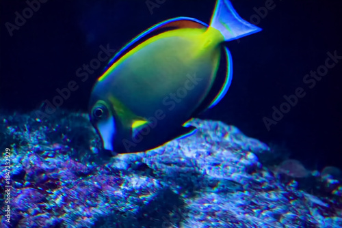 水族館の魚たち