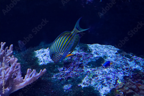 水族館の魚たち