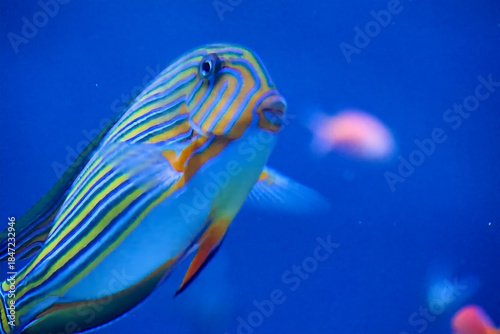 水族館の魚たち