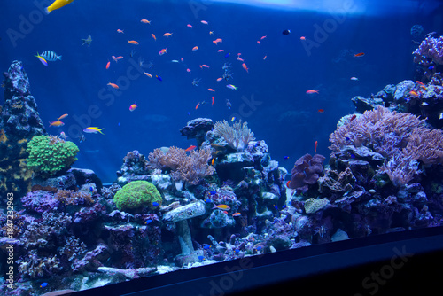 水槽で泳ぐ魚たち