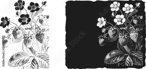 Vintage Strawberry Branch Engraving, Inverted Black White Xerography Vector on Transparent Background