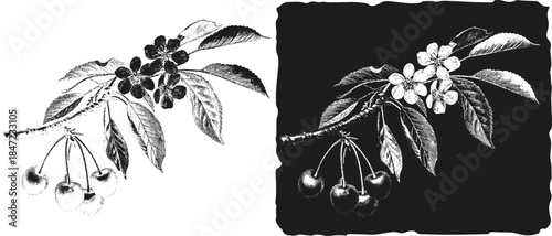 Vintage cherry Blossom Branch Engraving, Inverted Black White Xerography Vector on Transparent Background