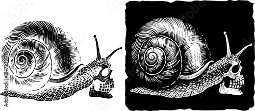 Vintage Snail Skull Engraving, Inverted Black White Xerography Vector on Transparent Background