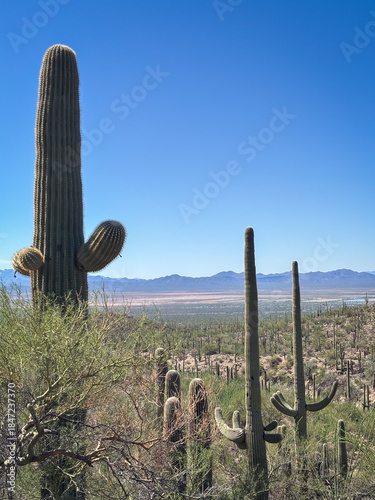 Saguaro National Park