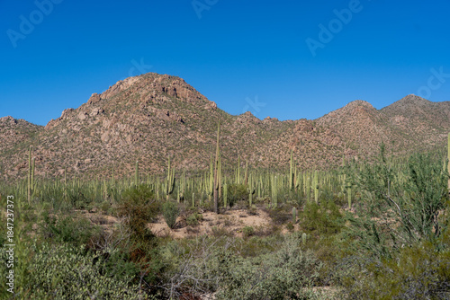 Saguaro National Park