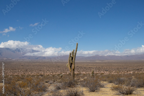 mountain landscape with cactus