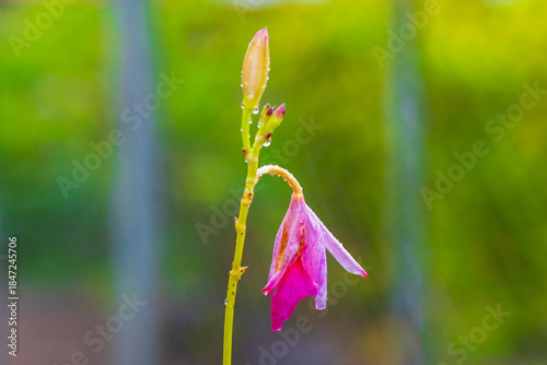 Orchid stem with one open flower and unopened buds in close-up