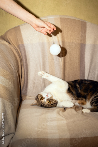 Scottish cat relaxes on sofa and enjoys playing with owner, who is holding decorative ball. Vertical banner. New Year and pets concept. Selective focus and copy space