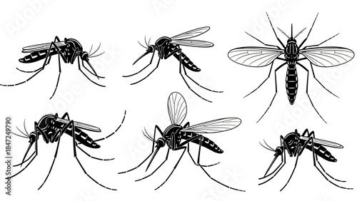 Mosquito insect silhouette and outline set in different angles isolated on white background vector