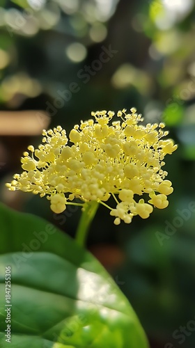 Sunlight illuminates a cluster of tiny yellow flowers against a backdrop of green leaves