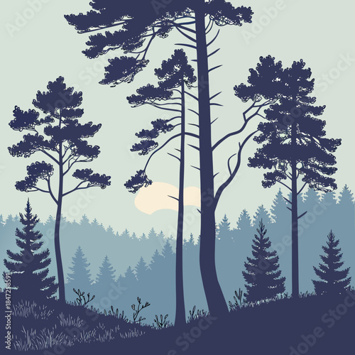 Silhouette of tall pine trees against a pale sky with a setting or rising sun behind a dense forest landscape