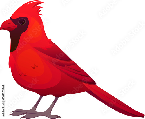 Christmas celebration cardinal bird cartoon decoration or sticker. Winter holiday animal symbol, Xmas season isolated vector cardinal bird. Happy New Year, Christmas festive decoration