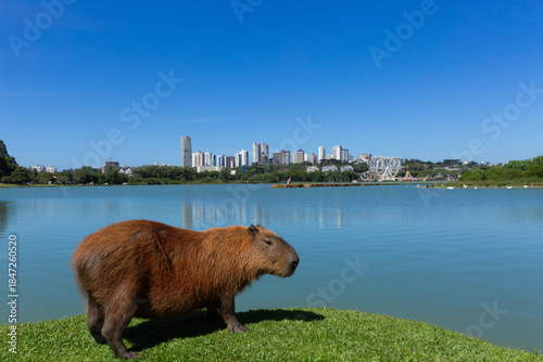 Capybara in Barigui Park in Curitiba, Parana Brazil.