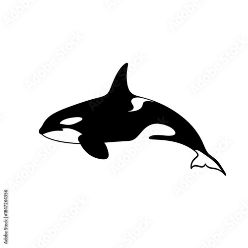 Striking Black and White Silhouette of an Orca Killer Whale