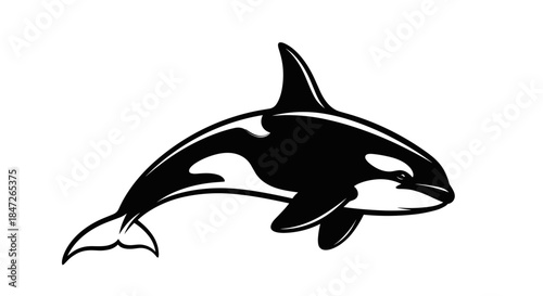Stylized Black and White Orca Whale Vector Illustration Isolated