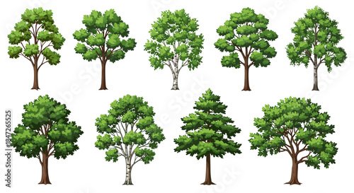 Detailed Set of Deciduous and Coniferous Green Trees Vector Illustration
