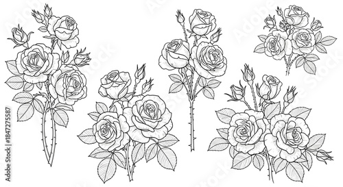 Variety of line art rose bouquets and single flowers with buds and leaves, some featuring thorns, rendered in a detailed hand-drawn sketch style.