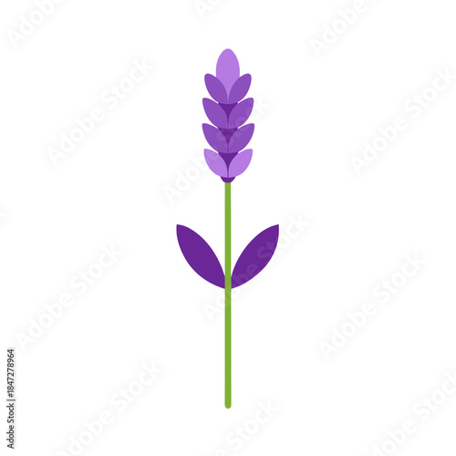 Lavender vector on white background 