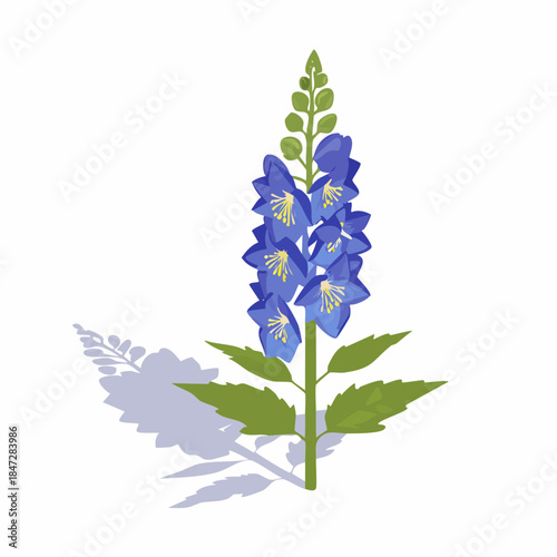 Bluebell flower stem with leaves and shadow