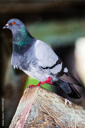 Pigeon Perched on Weathered Wood Beam, Close-Up Portrait of an Urban Rock Dove