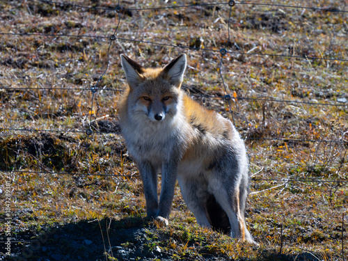 Tibetan Fox with Detailed Fur, Tibet, China