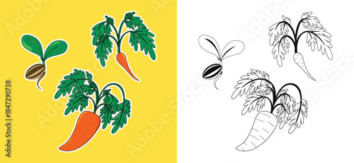 Cute Cartoon Carrot and Seed in Color and Line Art Agriculture Vector Illustration