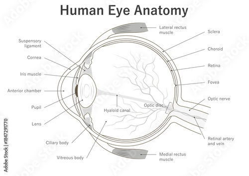 Inner structure of the human eye. Cross section. Anatomical diagram, medical illustration.