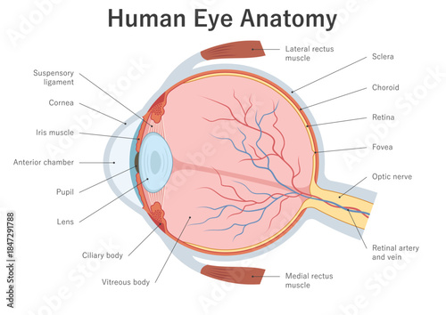 Structure of the human eye. Cross section. Anatomical diagram, medical illustration.