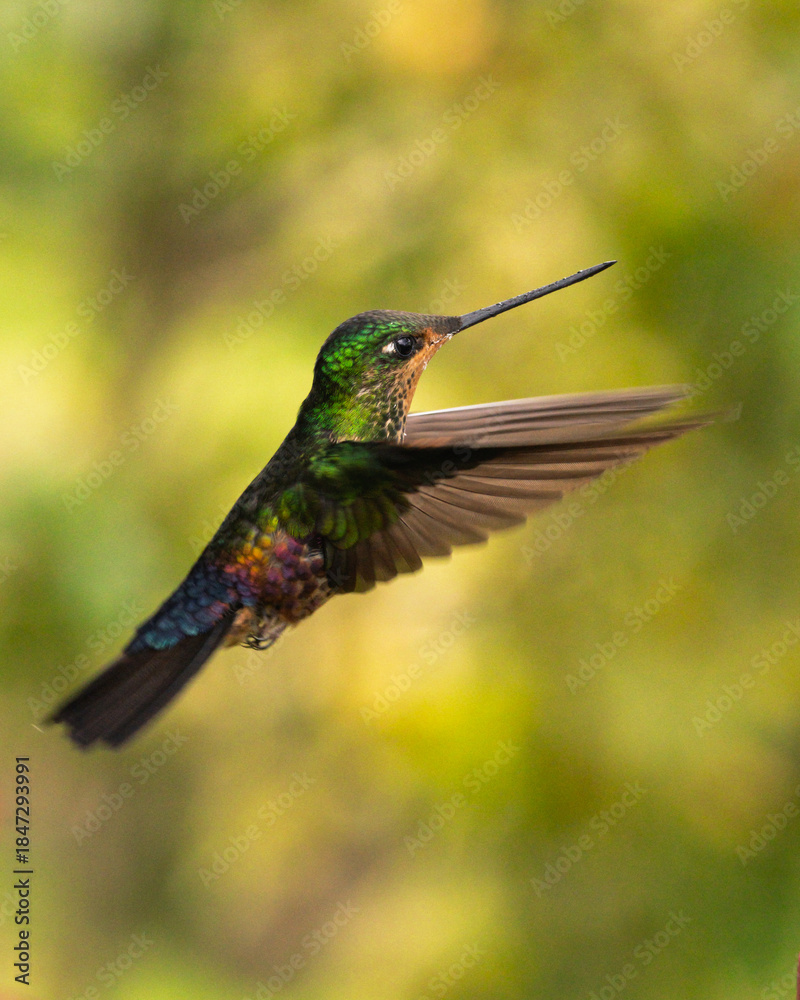 Fototapeta premium inca ventridorado (Coeligena bonapartei)