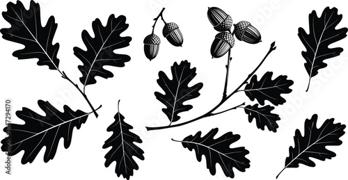 Oak Leaves and Acorns Vector Silhouette Collection: Autumn Botanical Elements for Nature, Decor, Vintage, and Woodland Design.