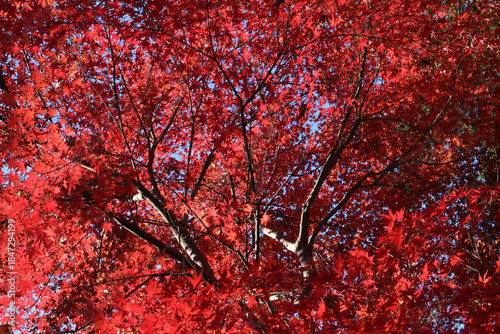 Wallpaper Mural Beautiful red leaves of Acer Palmatum, Japanese Maple tree in autumn. Tree with bright foliage in natural forest. Colorful foliage against the blue sky background. Torontodigital.ca