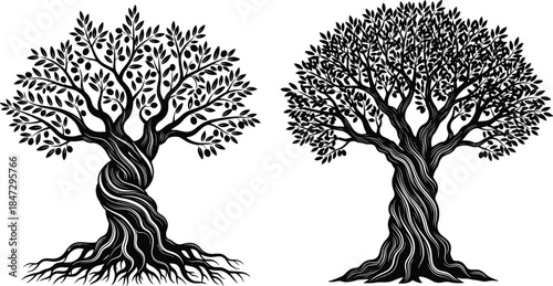 Twisted Olive Tree Silhouette Vector Set, Detailed Mediterranean Trees with Fruits, Ancient Wood Graphic for Organic and Nature Logo Design