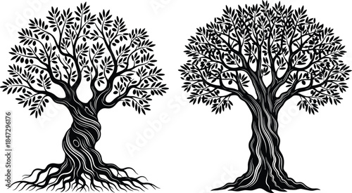 Vector Black Silhouette of Ancient Olive Trees with Swirling Trunks, Deep Roots, and Lush Foliage for Nature Logos.