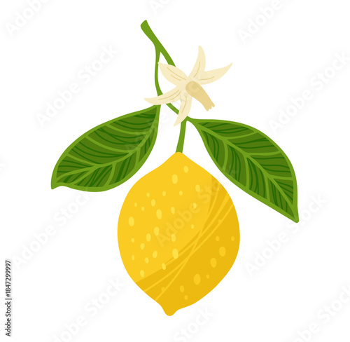 Lemon tree branch textured vector illustration. Citrus twig leafage lemon with leaves and flowers. Fresh juicy citrus abstract whole lemon art. Decorative fruits painting hand drawn design elements