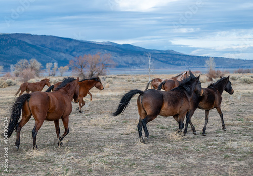 Fotografía Part of the chestnut Virginia Range wild horse herd gallops toward Washoe Lake,