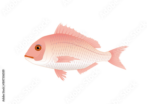 Cuadro en lienzo 鯛 真鯛 魚 ベクター イラスト 縁起物