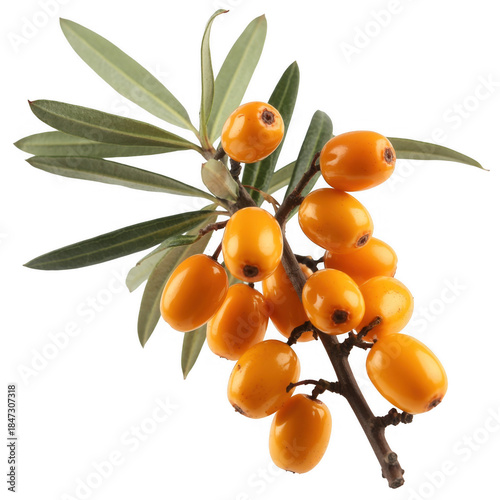 Sea Buckthorn Fruits and Leaves on Branch isolated on a transparent background