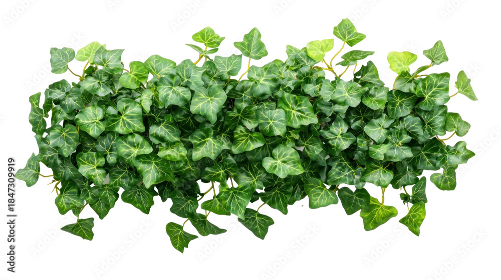 Obraz premium A lush green ivy plant with heart-shaped leaves, growing on a white background.