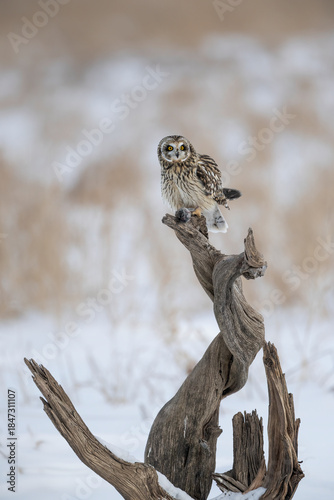 Short Eared Owl perched with prey