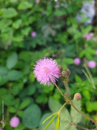 bunga putri malu, Mimosa pudica flower