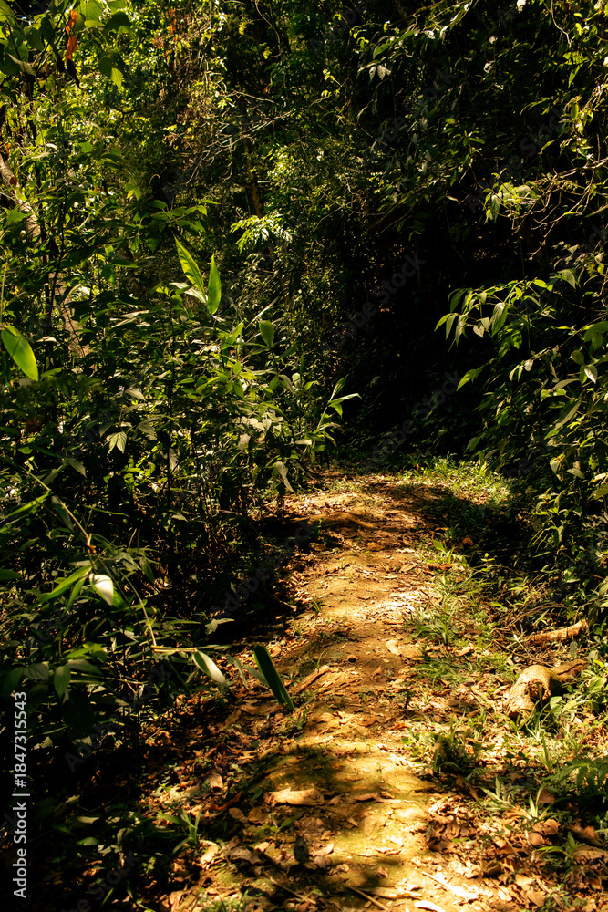 Fototapeta premium Caminho na mata