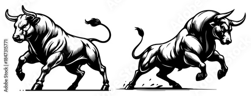 Two powerful angry bulls charging in black and white woodcut style