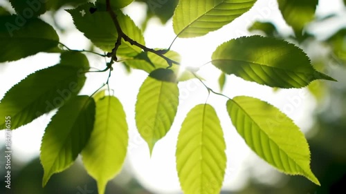 Sun filters through bright green leaves on a branch, creating a soft, natural glow